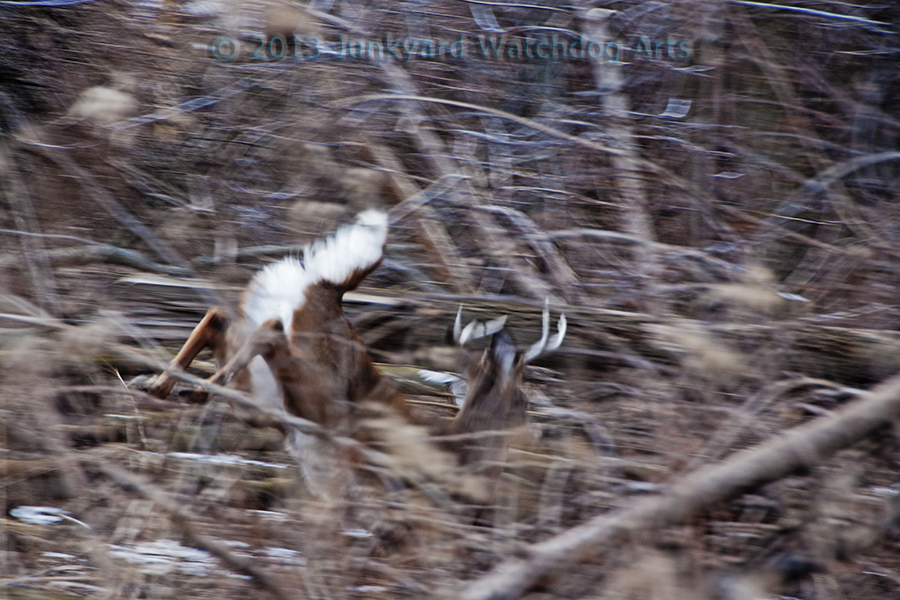 A Flash of Deer