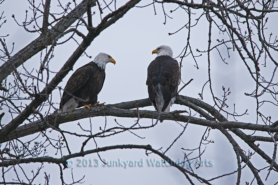 Eagles