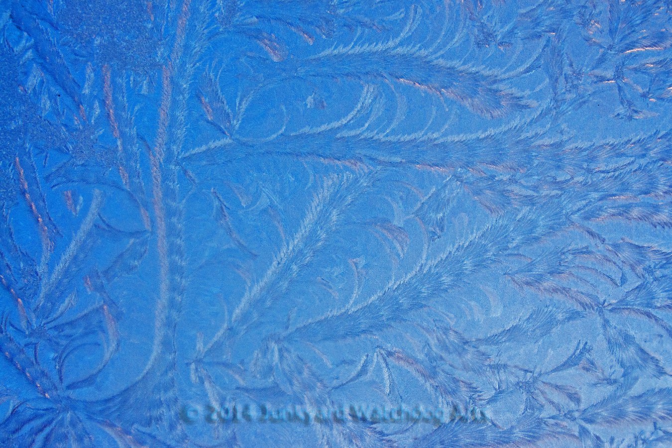 Frost on the Moon Roof